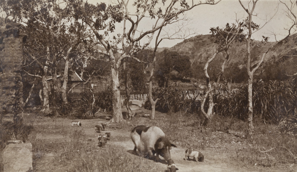 A pig and some piglets on a farm, Hong Kong