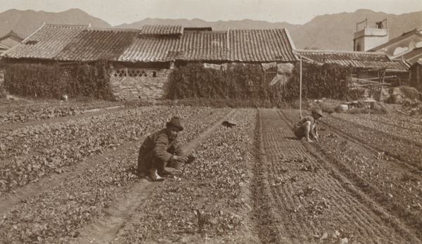 Two men working in a field, Hong Kong