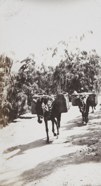 Mules with panniers