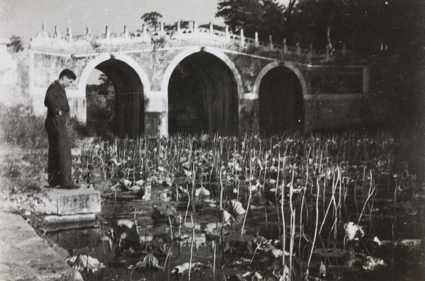 John Stanfield looking at lotus flowers, by the triple-arch bridge, Suzhou Market Street (苏州街; Suzhoujie), Summer Palace, Beijing