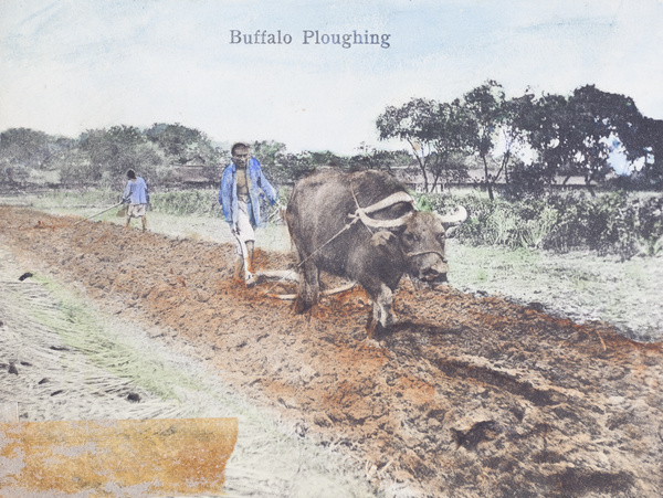 Ploughing with water buffalo