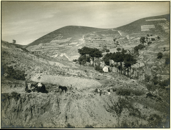 Muleteer leading mules along a hillside road, South Shanxi