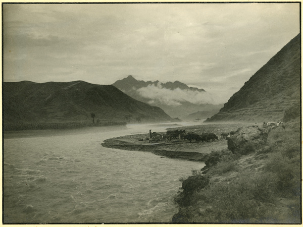 Mules and livestock by the side of the flooded Pei Chu Ma Ho River, 1938