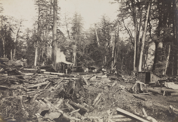 Logging, Alishan, Taiwan