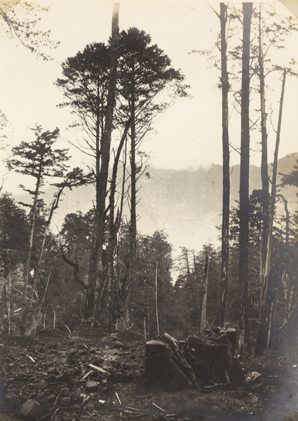 Logging in an ancient forest, Alishan, Taiwan