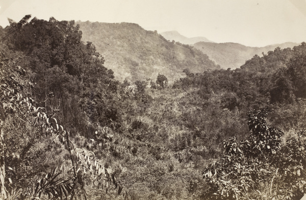 Rattan tree and scenery, Taiwan