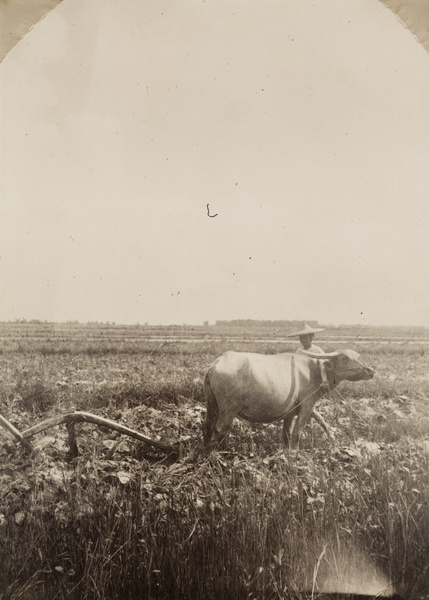 Ploughing with water buffalo, Tainan, Taiwan