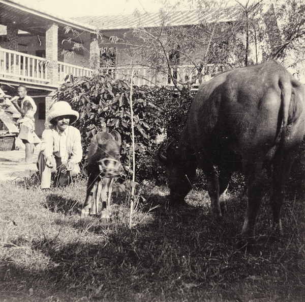 Dr John Preston Maxwell with water buffalo cow and calf