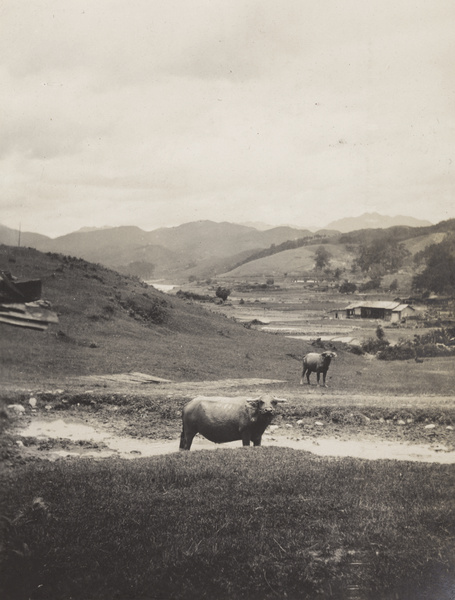 Buffalo and agricultural land, Fujian province