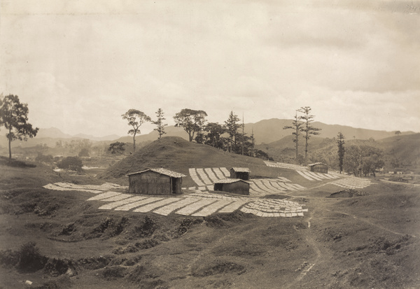 Drying tobacco, Dehua