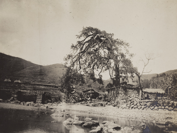 A large old tree by a bridge, Fujian province