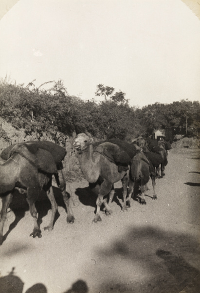 Camel train outside Beijing