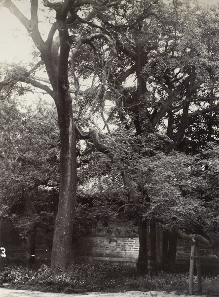 Ancient trees in the Temple of Confucius, Chu Fou