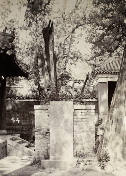 Tree planted by a favourite disciple of Confucius, Qufu