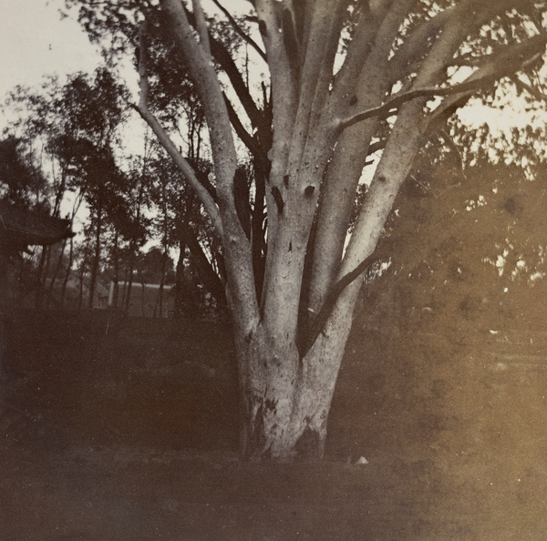 The silver pine tree in the temple of the favourite disciple of Confucius, Qufu (曲阜)