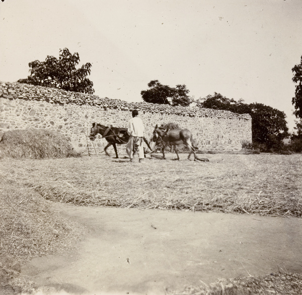 Man with donkey team threshing corn, Weihaiwei