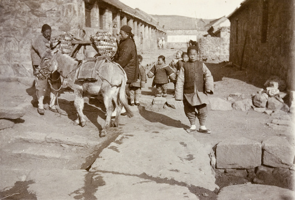 Two men loading a donkey with pannier of white radishes, Weihaiwei