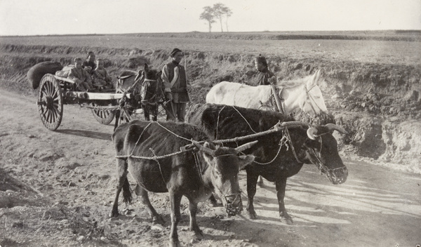 Cart with beasts of burden, Weihaiwei