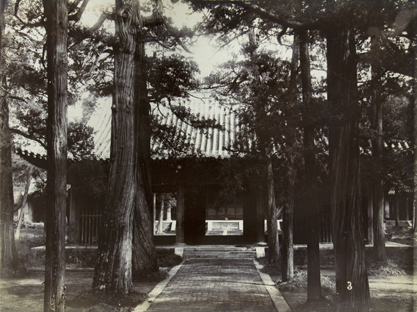 Pine trees at the Temple of Confucius, Qufu (曲阜)
