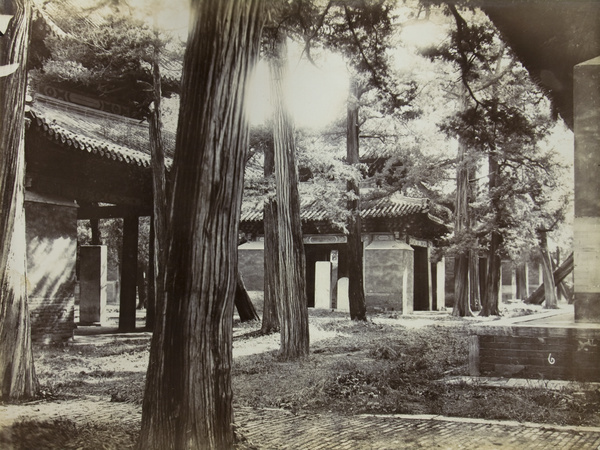 Trees at the Temple of Confucius, Qufu (曲阜)