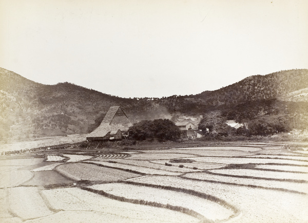 A paddy field, Deep Bay, Hong Kong