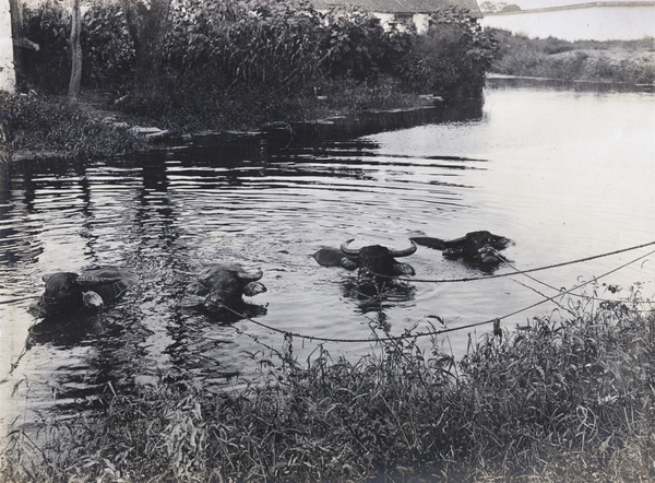 Four water buffalo