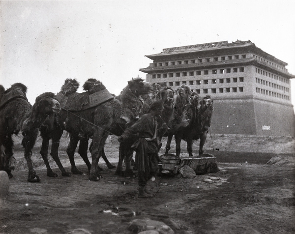 Watering camels outside the southwestern corner guard tower (block house), Inner City (Tartar City), Beijing