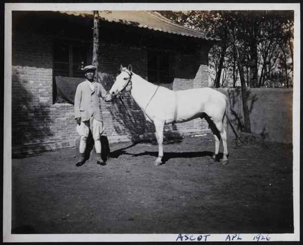Stable hand with 'Ascot' the racehorse