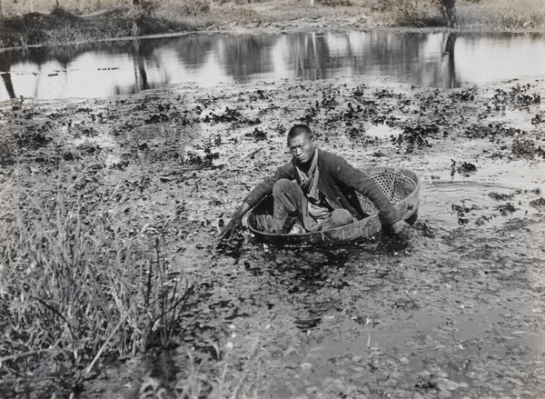 A man gathering water chestnuts, in a coracle-like vessel