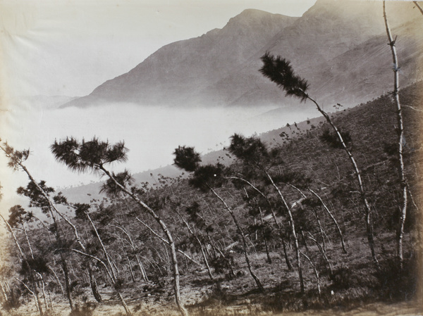 Curious pine trees on the road to Yongquan Monastery (涌泉寺 Kushan Monastery), Drum Mountain, Fuzhou (福州)