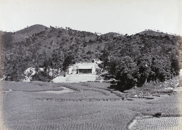 Rice fields in Peling Tea District