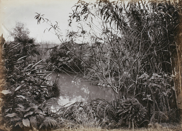 Plants beside a pond