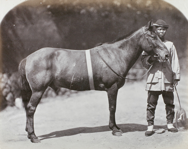 Horse and groom with fly flick