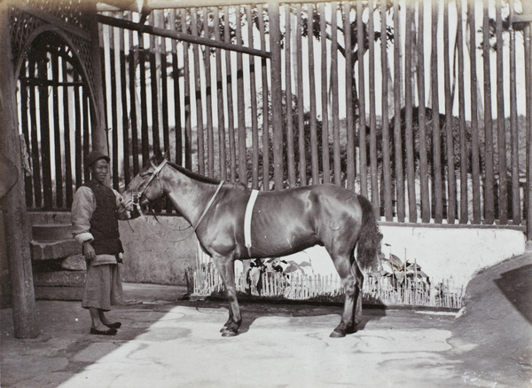 'Beddington' with a groom