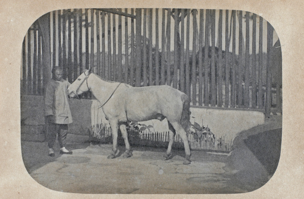 'Blitz' and groom