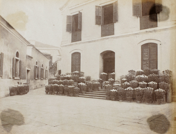 Chrysanthemums at 'Tai Hing', 1892