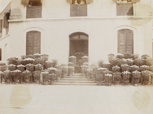 Chrysanthemums at 'Tai Hing', 1892