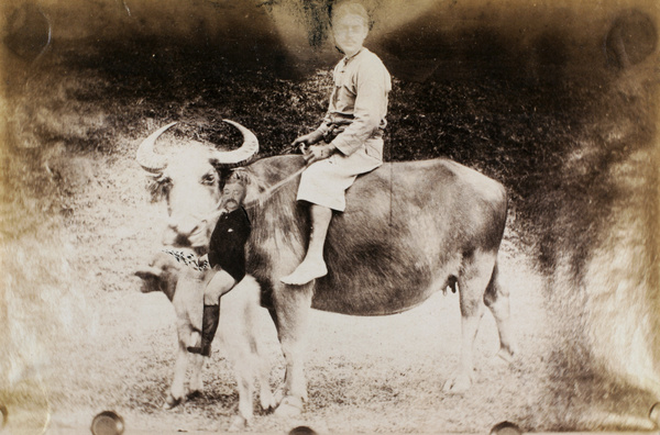 Photomontage of water buffalo, calf and two European men