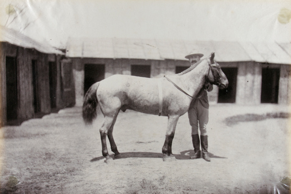 'Recovery', a racehorse