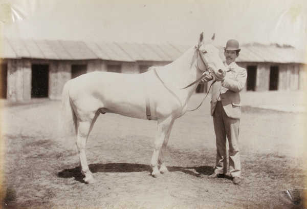 'Cobweb', a racehorse