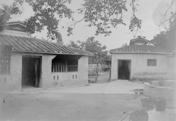 Cow houses at the dairy