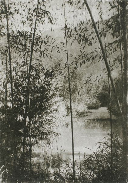 A pond in a in bamboo forest