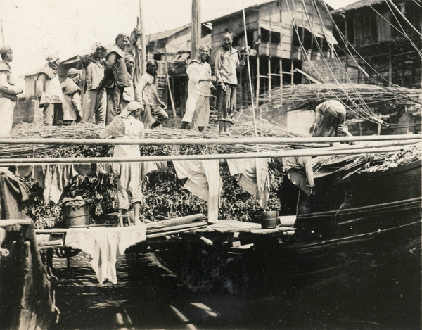 Unloading reeds from a boat