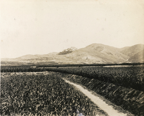 Grave mounds, in summer