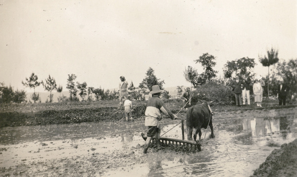 Harrowing a paddy field