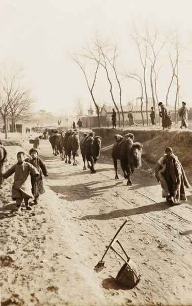 A cameleer leading a caravan of camels in winter, Beijing