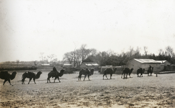 Caravan of camels