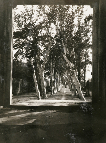 Avenue of white pines (Pinus bungeana) at ‘White Pine Temple’ (隆恩寺 Longen Temple), Shijing Hills (石景山), near Beijing