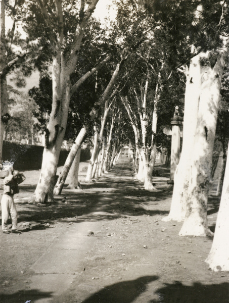 Avenue of white pines (Pinus bungeana) at ‘White Pine Temple’ (隆恩寺 Longen Temple), Shijing Hills (石景山), near Beijing