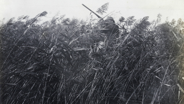 Shooting duck from a reed-bed